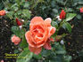 Dorothy rose photo