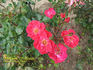 Mignon rose photo