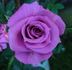 Vista ™ rose photo