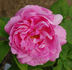 Monsieur de Morand rose photo