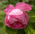 Monsieur de Morand rose photo