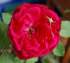 Muhme Löffler rose photo