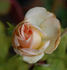 Nancy Steen rose photo