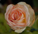 Nancy Steen rose photo