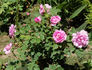 Nymphe Egeria rose photo