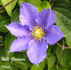 Will Goodwin clematis photo
