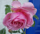 Président Bouché rose photo