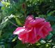 Président Bouché rose photo