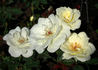 Starla rose photo