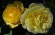 Southern Belle rose photo