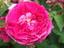 Adèle Courtoise rose photo