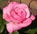 Dream Pink rose photo
