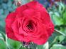 John Waterer rose photo
