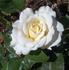 Yorkshire Bank rose photo