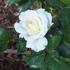 Yorkshire Bank rose photo