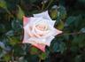 Little Muff rose photo
