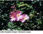 Little Compton Creeper rose photo