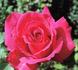 Rendez-Vous rose photo