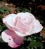 Éterna ® rose photo