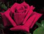 Hidalgo® rose photo