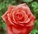 Interflora rose photo