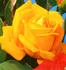 Kabuki ® rose photo