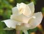 Milky Way rose photo