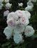 Grandma's Lace rose photo