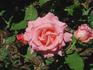 John Grooms rose photo