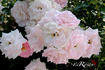 Greenall's Glory rose photo