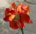Rote Mevrouw G.A. van Rossem rose photo