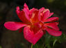 Rote Mevrouw G.A. van Rossem rose photo