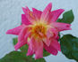 Rote Mevrouw G.A. van Rossem rose photo