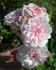 June Anne rose photo