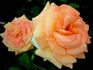 Golden Oldie rose photo