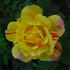 Double Treat rose photo