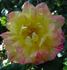 Double Treat rose photo