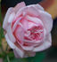 Secretaris Zwart rose photo
