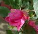 Souvenir de J.B. Weibel rose photo