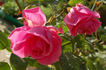 Souvenir de J.B. Weibel rose photo
