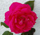Souvenir de J.B. Weibel rose photo