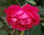 Souvenir de J.B. Weibel rose photo