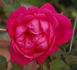 Souvenir de J.B. Weibel rose photo