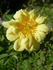 Sunshine Sally rose photo
