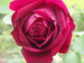 Pierre Notting rose photo
