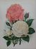 Madame Lacharme rose photo