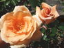 Gentle Persuasion rose photo
