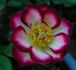 Mini Wings rose photo