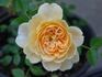 Lemon Pearls rose photo