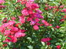 Little Mischief rose photo